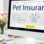 Assurance santé pour animaux : pourquoi seulement 5 % des Français ont franchi le pas ?