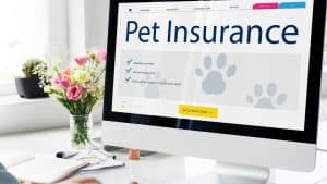 Assurance santé pour animaux : pourquoi seulement 5 % des Français ont franchi le pas ?